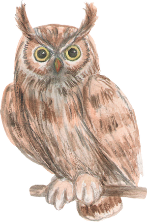 Watercolor owl, cute illustration.